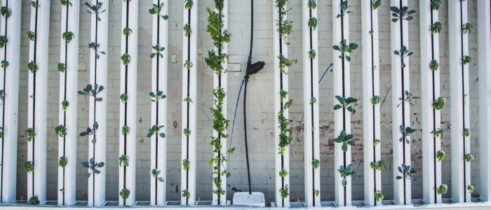 Coltivazioni idroponiche e vertical farm, il futuro degli orti urbani